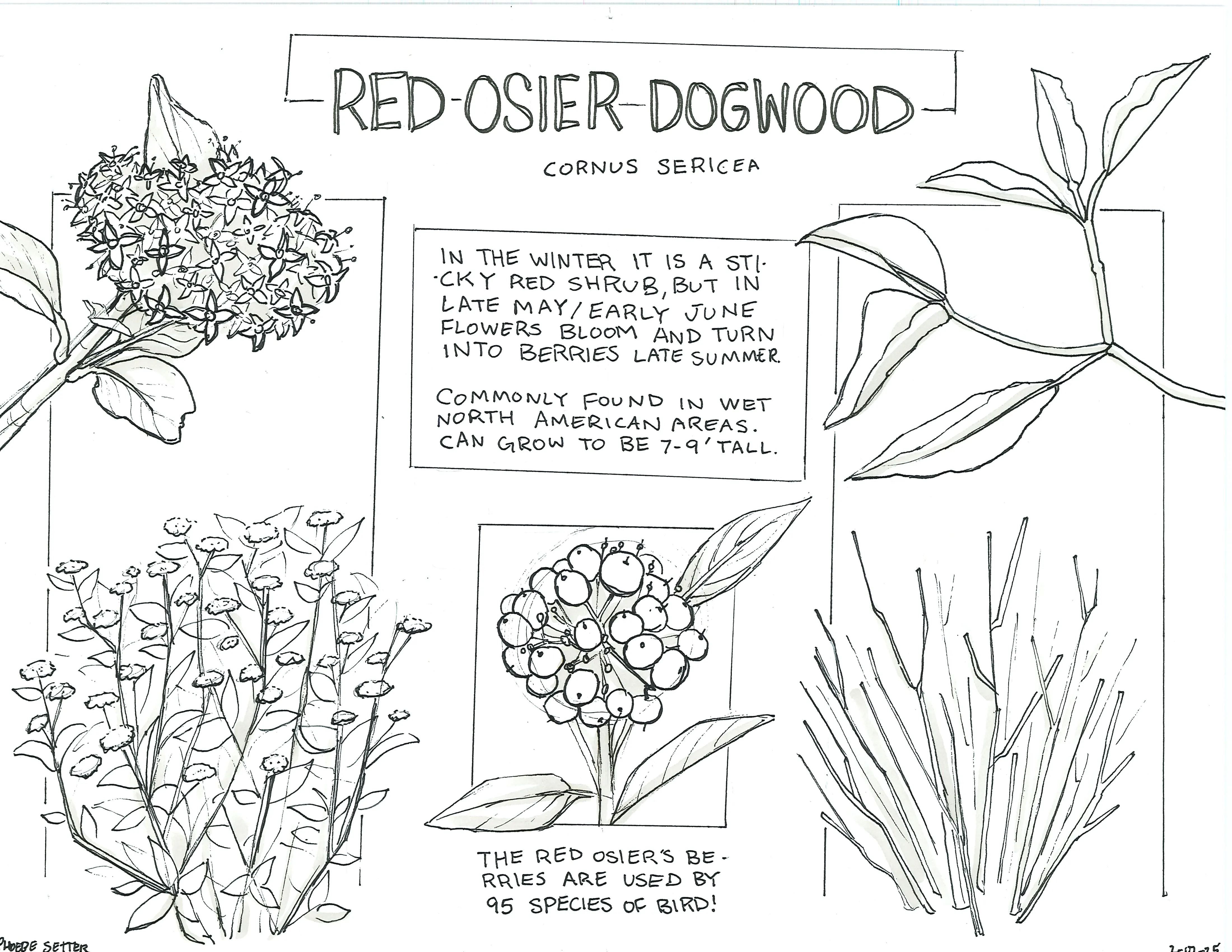 Hand-sketched artwork depicting the Red osier Dogwood bush, its leaves, flowers, and its berries highlighted in the image.